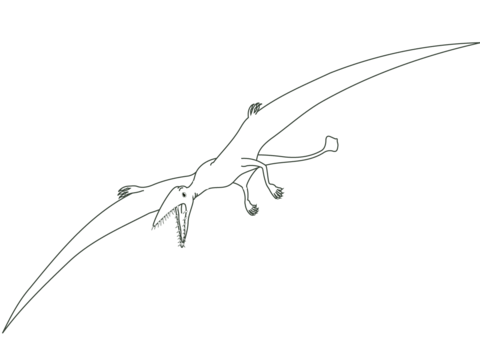 Pterodactyl Dinosaur Coloring Page